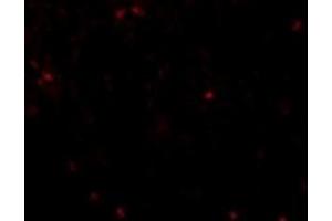 Immunofluorescence using anti Occludinon human liver tissue at 20µg/ml