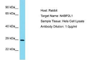 Host: Rabbit Target Name: N4BP2L1 Sample Type: Hela Whole Cell lysates Antibody Dilution: 1. (N4BP2L1 anticorps  (N-Term))
