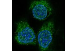 Immunofluorescent analysis of HeLa cells, using eIF4EBP1 Antibody.