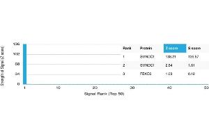 Analysis of Protein Array containing more than 19,000 full-length human proteins using SMNDC1 Mouse Monoclonal Antibody (PCRP-SMNDC1-1A9). (SMNDC1 anticorps)
