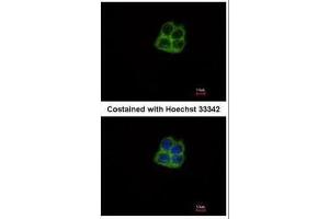 ICC/IF Image Immunofluorescence analysis of methanol-fixed Hep G2, using mtRNA polymerase, antibody at 1:500 dilution.