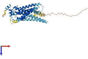 AlphaFold protein structure predicition of Human Recombinant S1PR4 Protein, UniprotID O95977