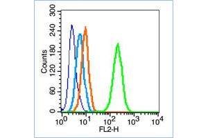 HepG2 cells werefixed with 70% ice-cold methanol overnight at 4℃, permeabilized with 90% ice-cold methanol for 20 min at -20℃, and incubated in 5% BSA blocking buffer for 30 min at room temperature.
