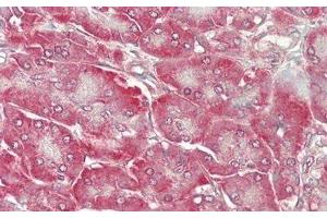 Detection of PROS in Human Pancreas Tissue using Polyclonal Antibody to Protein S (PROS) (PROS1 anticorps  (AA 481-667))
