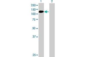 Western Blot analysis of ABR expression in transfected 293T cell line by ABR MaxPab polyclonal antibody. (ABR anticorps  (AA 1-859))