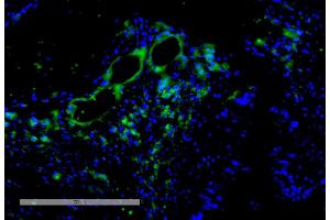 Immunohistochemistry analysis using Mouse Anti-VPS35 Monoclonal Antibody, Clone 11H10 (ABIN6933004).