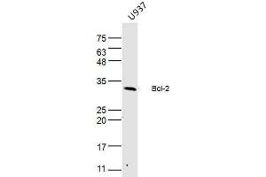 U937 lysates probed with Bcl-2 Polyclonal Antibody, Unconjugated  at 1:300 dilution and 4˚C overnight incubation. (Bcl-2 anticorps  (AA 151-239))