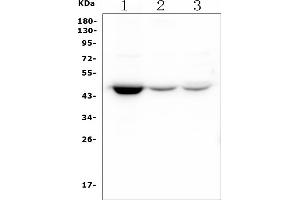 Western blot analysis of HOMER3 using anti-HOMER3 antibody (ABIN7601092).