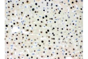 IHC analysis of RbAp48 using anti-RbAp48 antibody (ABIN3043920). (Retinoblastoma Binding Protein 4 anticorps  (C-Term))