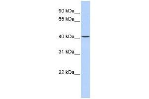 JMJD5 antibody used at 2. (JMJD5 anticorps  (N-Term))