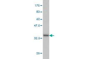 Western Blot detection against Immunogen (35.