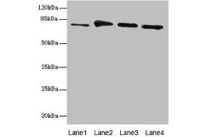 Western blot All lanes: RUFY1 antibody at 7. (RUFY1 anticorps  (AA 439-708))