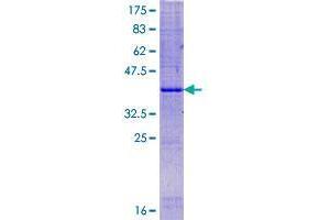 Image no. 1 for Family with Sequence Similarity 19 (Chemokine (C-C Motif)-Like), Member A4 (FAM19A4) (AA 1-140) protein (GST tag) (ABIN1353507)