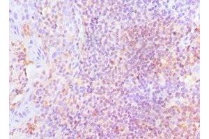 Immunohistochemistry of paraffin-embedded human tonsil tissue using ABIN7158655 at dilution of 1:100 (LSP1 anticorps  (AA 1-339))