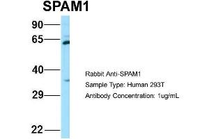 Host: Rabbit Target Name: SPAM1 Sample Type: 293T Antibody Dilution: 1. (SPAM1 anticorps  (C-Term))
