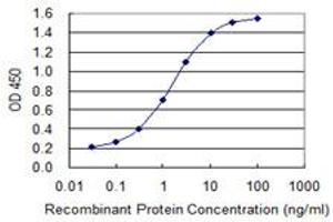 anti-Myoglobin (MB) (AA 2-100) antibody