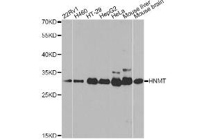 Western blot analysis of extracts of various cell lines, using HNMT antibody (ABIN5971352) at 1/1000 dilution. (HNMT anticorps)
