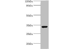 Western blot All lanes: CRX antibody at 2 μg/mL + 293T whole cell lysate Secondary Goat polyclonal to rabbit IgG at 1/10000 dilution Predicted band size: 32 kDa Observed band size: 32 kDa (CRX anticorps  (AA 120-285))