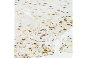 Immunohistochemistry of paraffin-embedded human stomach using EFTUD2 Antibody.