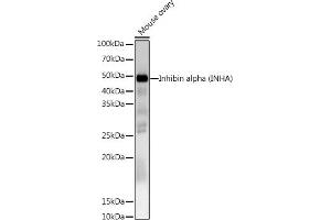 Western blot analysis of extracts of Mouse ovary, using Inhibin alpha (INHA) Rabbit pAb antibody (ABIN6128093, ABIN6142457, ABIN6142458 and ABIN6218833) at 1:1000 dilution. (Inhibin alpha anticorps  (AA 19-366))