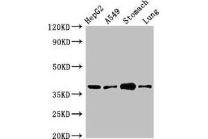 Western Blot Positive WB detected in: HepG2 whole cell lysate, A549 whole cell lysate, Mouse stomach tissue, Mouse lung tissue All lanes: PARD6A antibody at 2. (PARD6A anticorps  (AA 248-344))