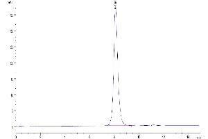 The purity of Biotinylated Human ULBP-2 is greater than 95 % as determined by SEC-HPLC.