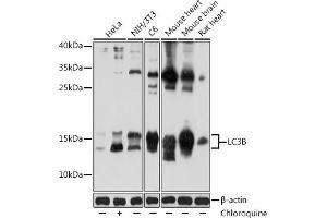 Western blot analysis of extracts of various cell lines, using LC3B antibody (ABIN6129924 and ABIN6143474) at 1:1000 dilution. (LC3B anticorps)