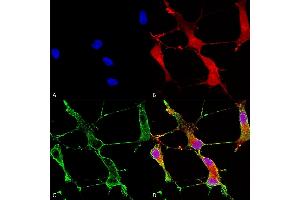 anti-SH3 and Multiple Ankyrin Repeat Domains 1 (SHANK1) (AA 469-691) antibody (Atto 594)