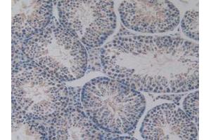 IHC-P analysis of Mouse Testis Tissue, with DAB staining. (PDHX anticorps  (AA 222-471))