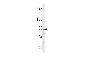 Western blot analysis in Ramos cell line lysates (35ug/lane).
