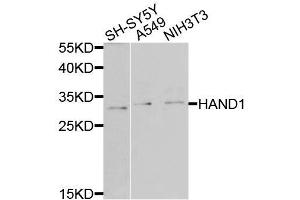 Western blot analysis of extracts of various cell lines, using HAND1 antibody (ABIN6003587) at 1/1000 dilution. (HAND1 anticorps)