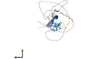 AlphaFold protein structure predicition of Human Recombinant TRIM55 Protein, UniprotID Q9BYV6
