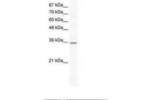 Image no. 1 for anti-Cyclin G2 (CCNG2) (N-Term) antibody (ABIN202291) (Cyclin G2 anticorps  (N-Term))