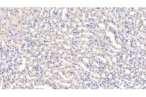 Detection of LEP in Mouse Kidney Tissue using Polyclonal Antibody to Leptin (LEP)