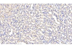 Detection of LEP in Mouse Kidney Tissue using Polyclonal Antibody to Leptin (LEP) (Leptin anticorps  (AA 22-167))
