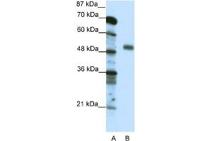 WB Suggested Anti-NFYC  Antibody Titration: 0. (NFYC anticorps  (C-Term))