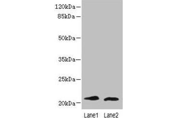 LRRC2 anticorps  (AA 1-184)