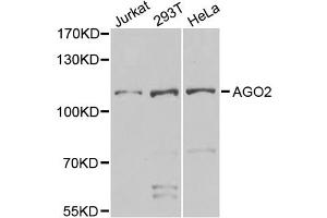 Western blot analysis of extracts of various cell lines, using AGO2 antibody (ABIN5974124) at 1/1000 dilution. (AGO2 anticorps)
