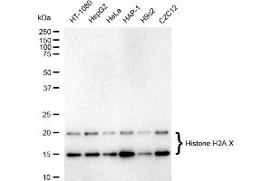Western blotting analysis using Histone H2A.