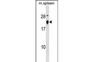 ALG13 Antibody (Center) (ABIN1538415 and ABIN2849409) western blot analysis in mouse spleen tissue lysates (35 μg/lane). (ALG13 anticorps  (AA 44-70))