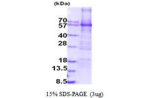 SDS-PAGE (SDS) image for Monoamine Oxidase A (MAOA) (AA 1-497) protein (His tag) (ABIN5854150)