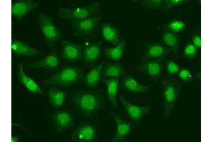Immunofluorescence analysis of A549 cells using XPA antibody. (XPA anticorps)