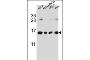H2AFJ Antibody (N-term) (ABIN651761 and ABIN2840392) western blot analysis in Jurkat,MDA-M,MCF-7,Hela cell line lysates (35 μg/lane).