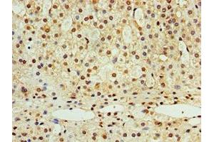 Immunohistochemistry of paraffin-embedded human adrenal gland tissue using ABIN7168991 at dilution of 1:100 (STK32A anticorps  (AA 1-166))
