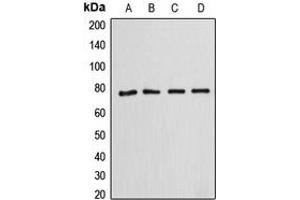 Western blot analysis of Annexin A6 expression in HeLa (A), SP2/0 (B), rat kidney (C), HepG2 (D) whole cell lysates. (ANXA6 anticorps  (N-Term))