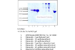 Gel Scan of Vitronectin, Human Plasma  This information is representative of the product ART prepares, but is not lot specific.