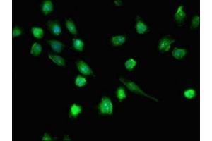 Immunofluorescent analysis of U251 cells using ABIN7145003 at dilution of 1:100 and Alexa Fluor 488-congugated AffiniPure Goat Anti-Rabbit IgG(H+L)