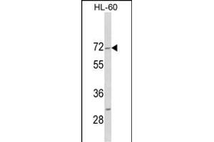 Western blot analysis of HIPK4 C-term (ABIN1882089 and ABIN2841287) in HL-60 cell line lysates (35 μg/lane). (HIPK4 anticorps  (C-Term))