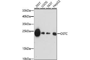 Western blot analysis of extracts of various cell lines, using OSTC antibody (ABIN7269094) at 1:1000 dilution. (OSTC anticorps  (C-Term))