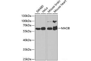 Western blot analysis of extracts of various cell lines using MAOB Polyclonal Antibody at dilution of 1:1000. (Monoamine Oxidase B anticorps)